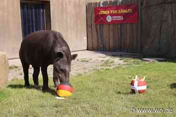 Tapir Theo tippt erstmals auf Deutschland