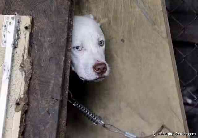 When people are under economic stress, their pets suffer too – we found parts of Detroit that are animal welfare deserts