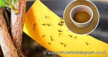 I stopped flies invading my home with this cheap vinegar hack