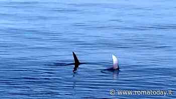 Non solo delfini e tartarughe giganti. A largo di Ostia nuotano anche i "diavoli di mare"