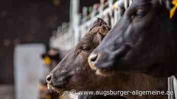 Schlechte Zustände in Rinder-Betrieb: Tiere beschlagnahmt, Haltung aufgelöst