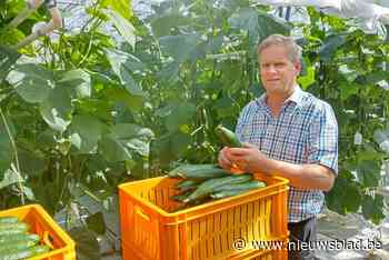 Tuinderij Joosen teelt komkommers op duurzame manier : “Schadelijke beestjes bestrijden met natuurlijke vijanden”