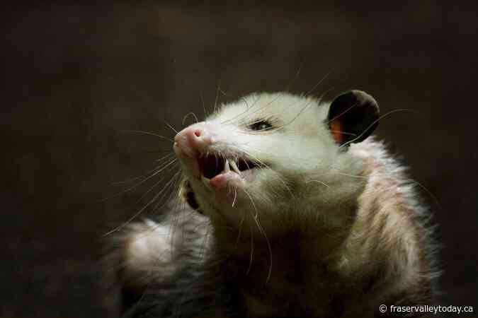 Once thought too cold for the marsupials, Montreal home to growing number of opossums