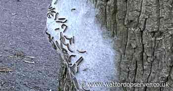 Warning over oak processionary moth nest in Carpenders Park