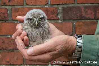 Süße Mini-Eule in Herford gerettet: Steinkauz in Adoptivfamilie