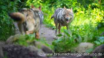 Der Wolf in Niedersachsen: Das sind Hürden für einen Abschuss