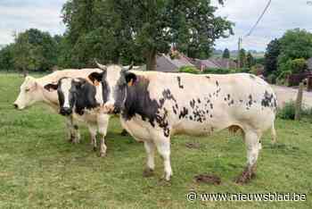 Duizenden grote maar ook kleine miniatuur boerderijdieren strijken neer op Agricultura