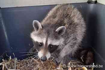 Wasbeer gevangen in Truiense tuin