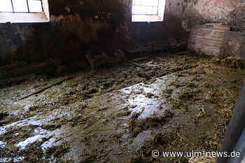 Elf Rinder auf Bauernhof in Ehingen beschlagnahmt - Dauerhaftes Rinderhaltungsverbot für Landwirt