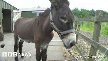 Therapy donkey gets life-changing orthopaedic boots