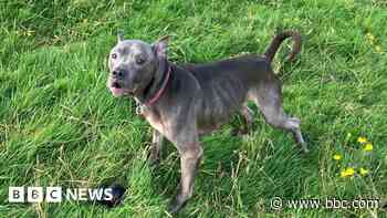 Dog's amazing recovery from 'worst case of neglect'