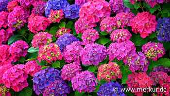 Bauernhortensie schneiden für üppige Blütenpracht – so geht‘s