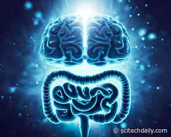 The Secret to Resiliency: It’s in Your Gut and Brain
