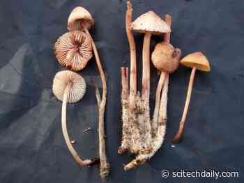 Genetic Giants: Unveiling the Massive Genomes of Arctic’s Glow-in-the-Dark Mushrooms