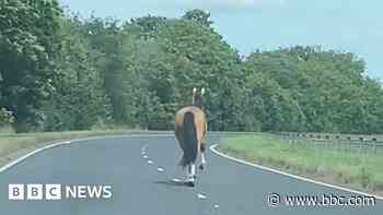 Horse loose on main road returned to paddock