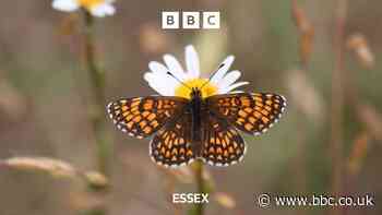 Rare species of butterfly is flourishing in Essex