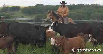 New University of Calgary research looks to help Stampede animals