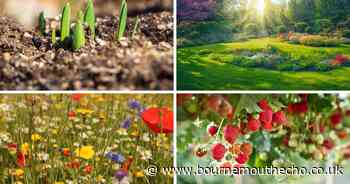 The 6 most low-maintenance plants that require minimal care