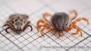 Sie überträgt eine  tödliche Krankheit: Die Riesenzecke – auch eine Gefahr für den Kreis Calw?