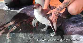 London Zoo's penguin chicks take first swimming lesson