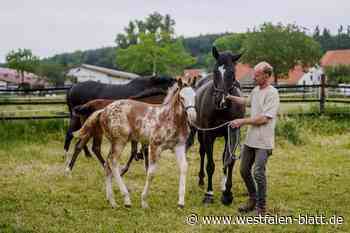 Hiddenhausen: Fohlen bei Auktion für 52.000 Euro verkauft