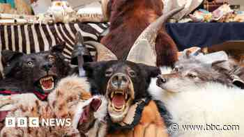 Wildlife smugglers 'freer to offend' after police cuts