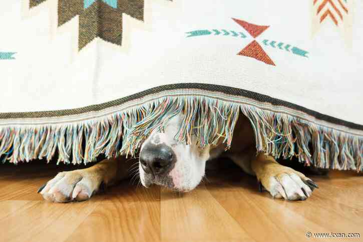 Insight: Fireworks can be scary for pets! Keep them safe this Fourth of July