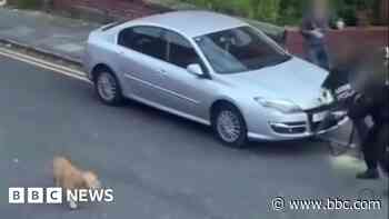 Woman injured in XL bully street attack