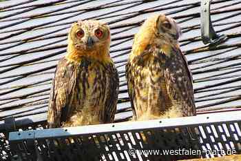 Zwei junge Uhus üben rund um die Kirche in Warburg das Fliegen