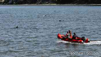 Animal rescuers try to keep dozens of dolphins away from Cape Cod shallows after mass stranding