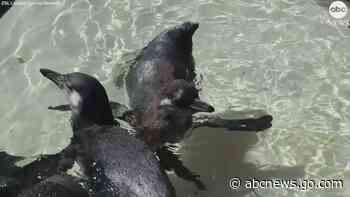 WATCH:  Penguin chicks have 1st swimming lesson at London zoo
