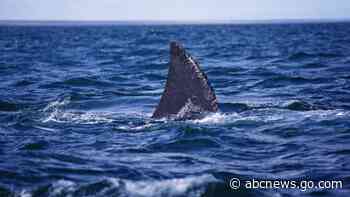 Shark attacks man while he's fishing in Florida