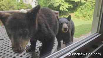 WATCH:  Family of bears pays surprise visit to NC family