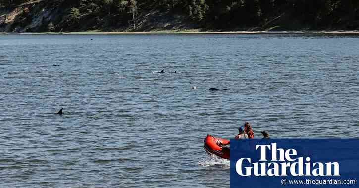 More than 100 dolphins stranded in shallow water around Cape Cod