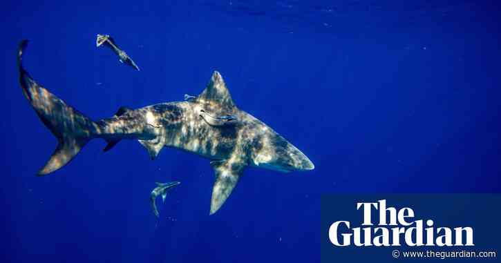 Florida shark attack leaves man in critical condition