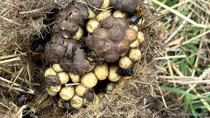 Dit heeft Frans nog niet eerder gezien, maar hij weet wel wat het is