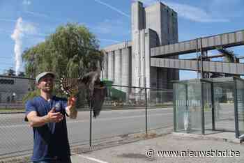 Haven verwelkomt opnieuw gevleugelde bewoner