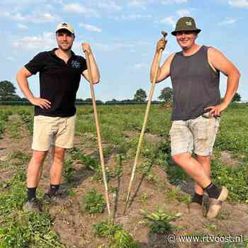 Spannende tijden voor de corsobouwers: zijn er straks wel genoeg dahlia's?
