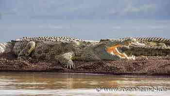 „Wirf das Kind weg!“ Horror-Eltern setzen Sohn (†6) Krokodilen zum Fraß vor