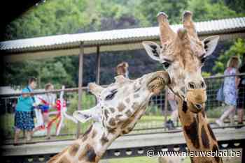 Bezoekers Pakawi Park vieren vijfjarig bestaan: “Tussen de dieren komen we helemaal tot rust”