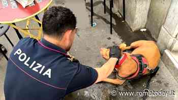 Roma: picchia cane con calci e pugni, poi la butta nel cassonetto dei rifiuti