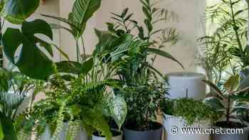 Want a Cooler House? Buying These Houseplants Can Help
