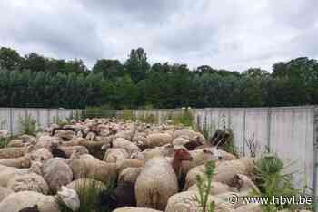 Vogel- en Zoogdierenopvangcentrum vangt meer dan 300 verwaarloosde schapen op