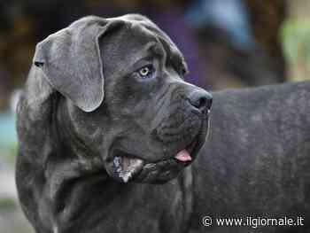 Bimba di 6 anni azzannata al volto dal cane corso: operata d'urgenza