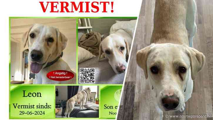Meermaals gespot, maar niet te vangen: hond Leon is al twee dagen kwijt