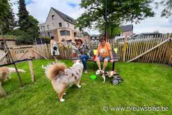 Zelfs verlamde Skai rent met rolwagen als speer door nieuwe hondenlosloopzone
