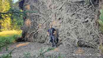 Wurzelwerk mit zehn Metern Durchmesser entdeckt: Das passiert im Wald unter der Erde