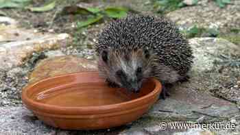 Igel in Gefahr: Wie Sie die stacheligen Gartenbewohner schützen können