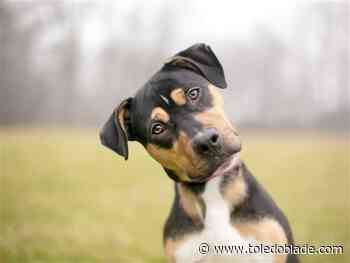 Pit Crew fund-raiser Mondays in July at Perrysburg restaurant