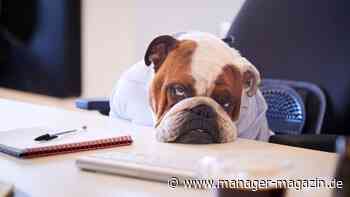 Studie über CEO-Humor: „Kommt ein Abteilungsleiter zum Arzt ...“